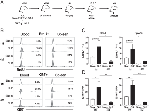 J_Immunol's tweet photo. Inefficient recovery of repeatedly stimulated memory cells after polymicrobial #sepsis induction leads to changes in #memoryTcell pool composition | from Vladimir P. Badovinac @uiowa #ReadTheJI #immunology 👉 https://t.co/fmMLBKg7wS https://t.co/gfo1wxmNEG