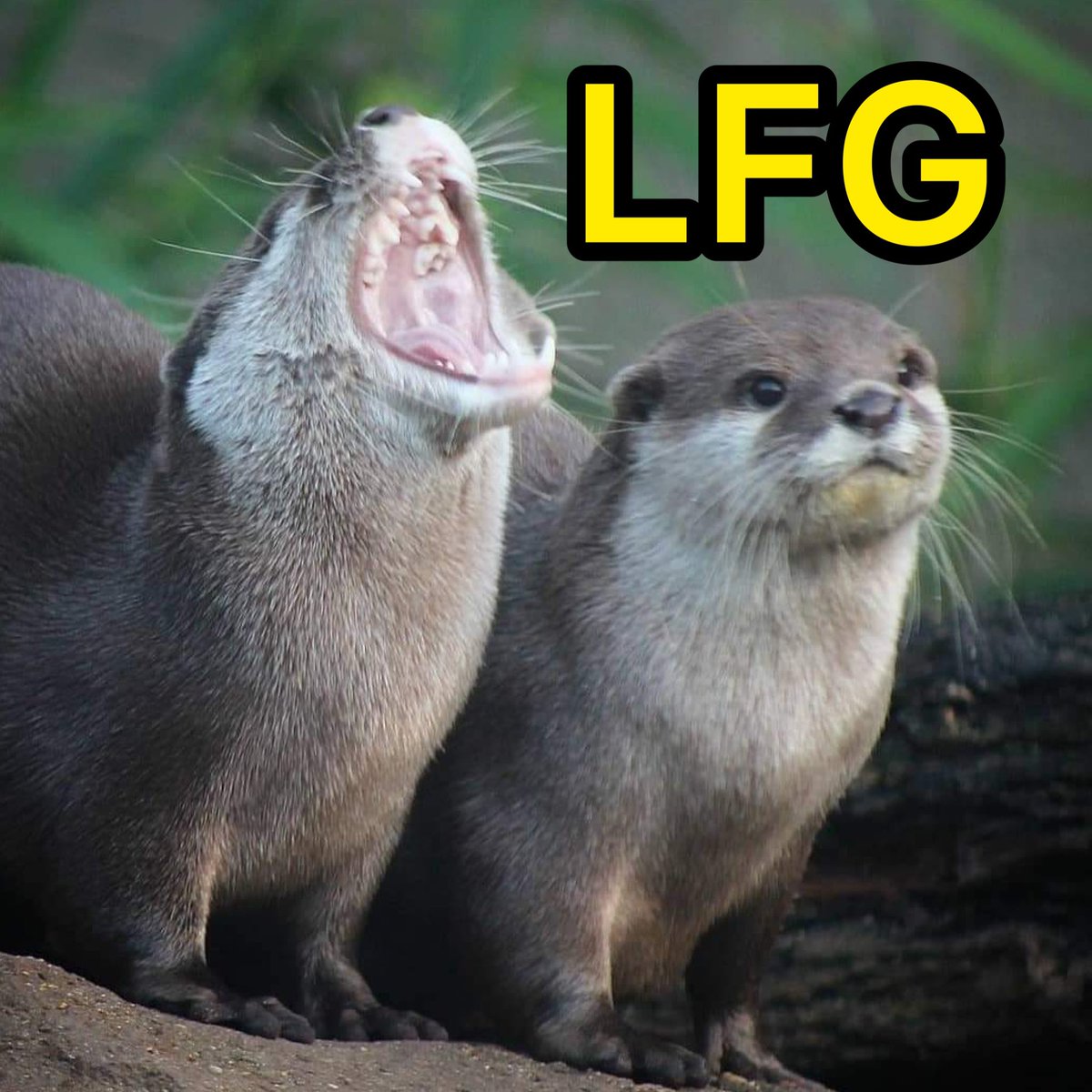 OTTΞR🦦 tweet media