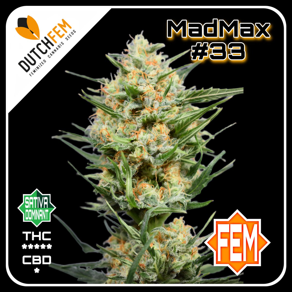 dutchfem's tweet photo. MadMax #33 #feminized #seeds. A Sativa dominant Skunk Haze and made out of legendary oldskool strains #Amnesia #Haze x #Top44! #dutchfem #madmax #cannabis #seeds #homegrown #topshelf #sativa #indica #thc #cbd #autoflowering #skunk #cannabiscommunity https://t.co/zGRBkM55xX https://t.co/bJZ8tjfnNo