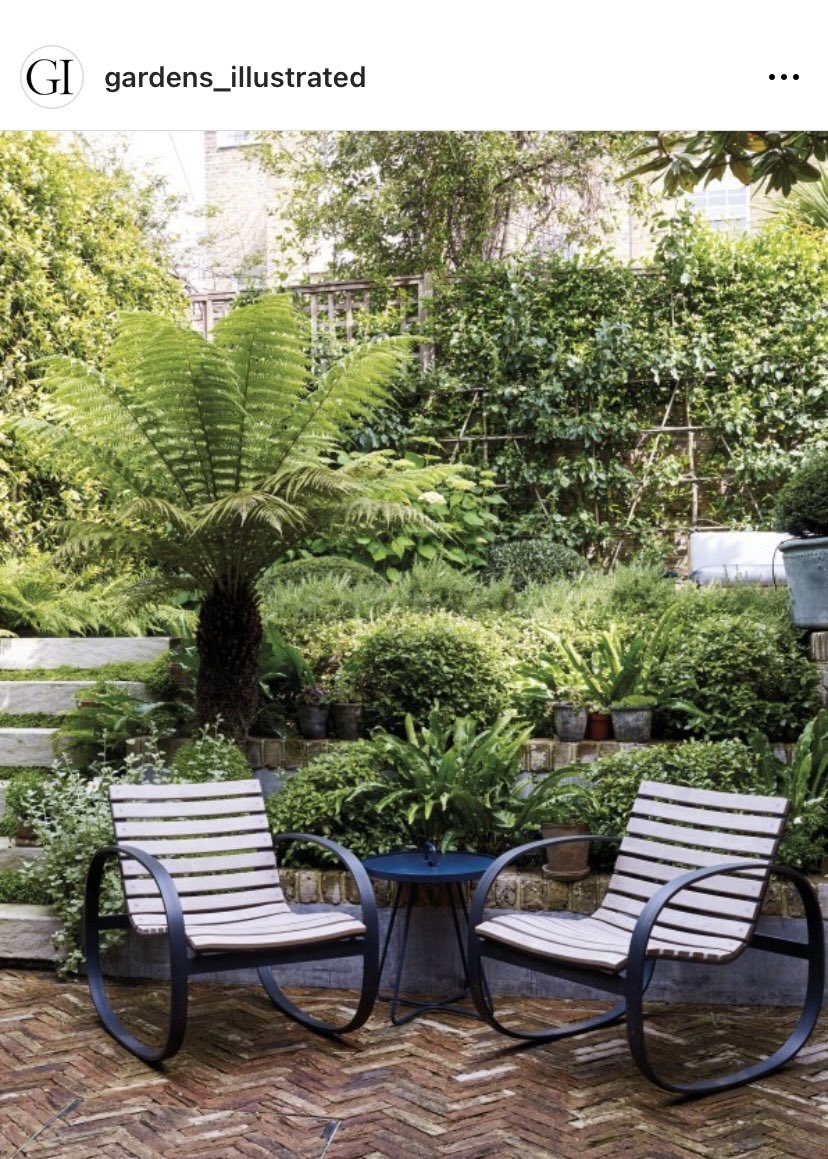 We’re obsessed with our favourite tree fern, Dicksonia antarctica. You can find out all you need to know in Guy’s article: gardensillustrated.com/plants/trees/t…  Our Garden Design &amp; Planting Service: architecturalplants.com/garden-design/