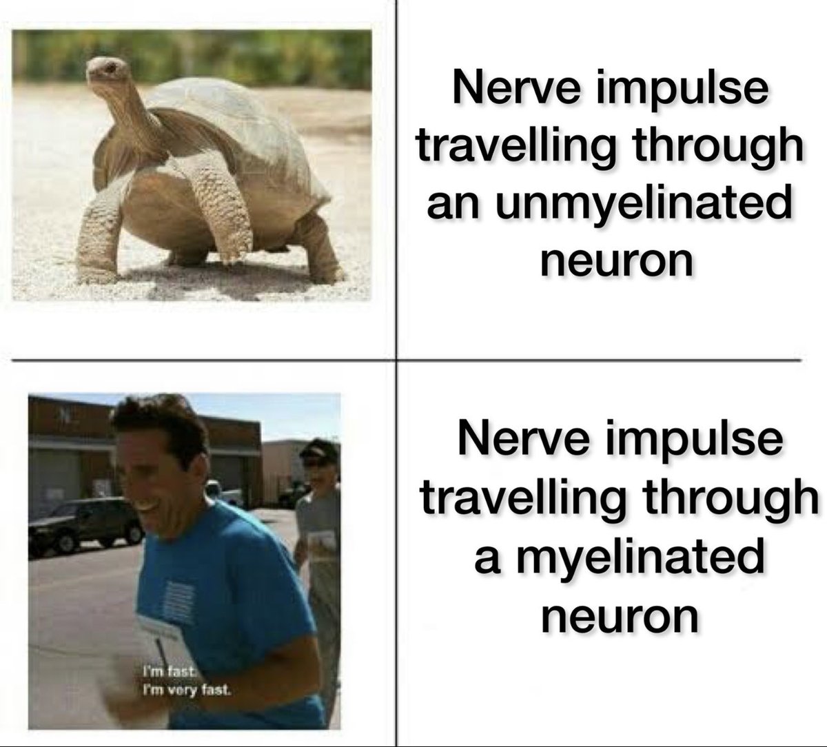 IYNAIndia's tweet photo. #neuroscience #neurotwitter #meme #neuromeme #neurosciencememe https://t.co/EJDZBtIO1H