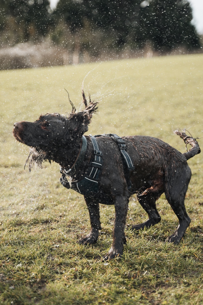 OliverCreates's tweet photo. &amp; here's the final shots of both dogs after getting out of the water! This was fun to take, even if neither of them made it easy to capture.. 😅 https://t.co/jXqngTEbAJ
