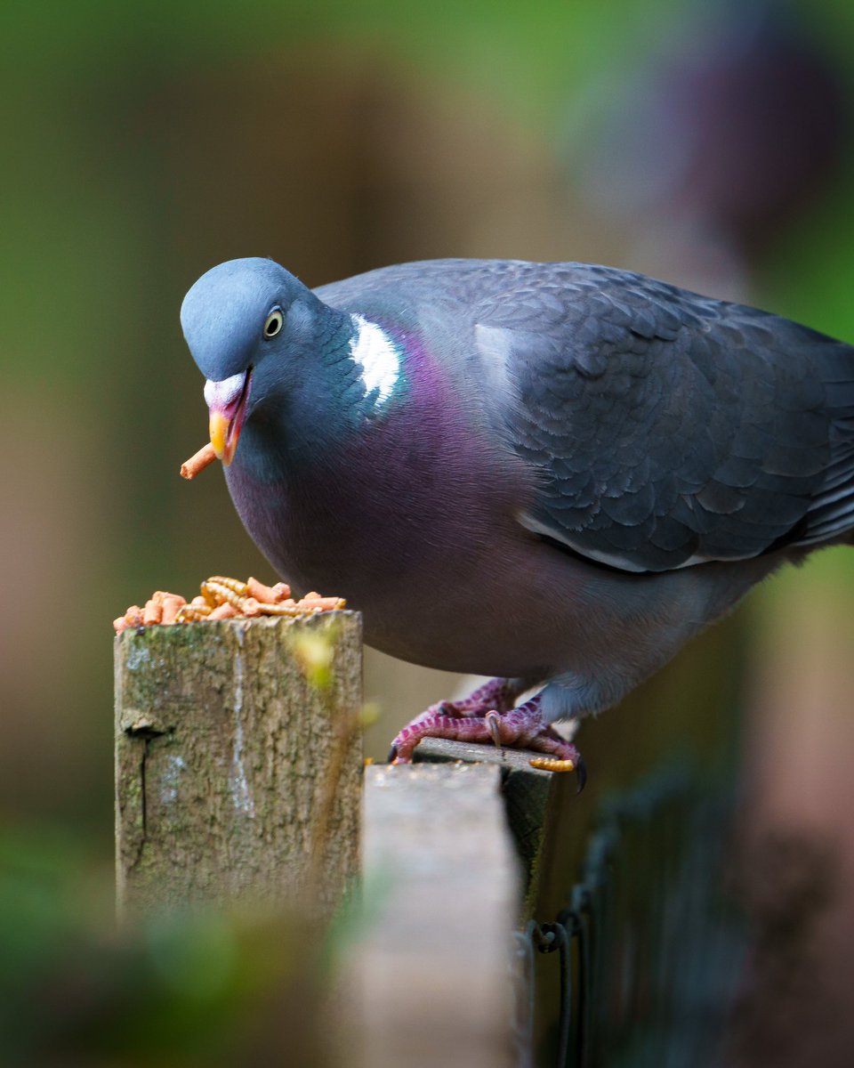 Common wood pigeon
.
.
#commonwoodpigeon #woodpigeon #pigeon #pigeonlove #wildlife #leadinglines #leadinglinesphotography #photography #wildlifephotography #sonyalpha6000 #sony200600 #sonyg