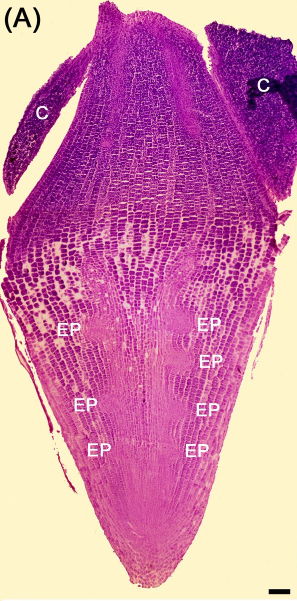 Join us for an exciting Workshop: Root biology and agricultural ecological system, Tuesday 24 Jan 2023 @ ULB Plaine, Forum G, 10-16h Central European time. Org: Brussels Inst Adv Studies. Program: shorturl.at/bKR78. Teams link: lnkd.in/eR4Nk6b9