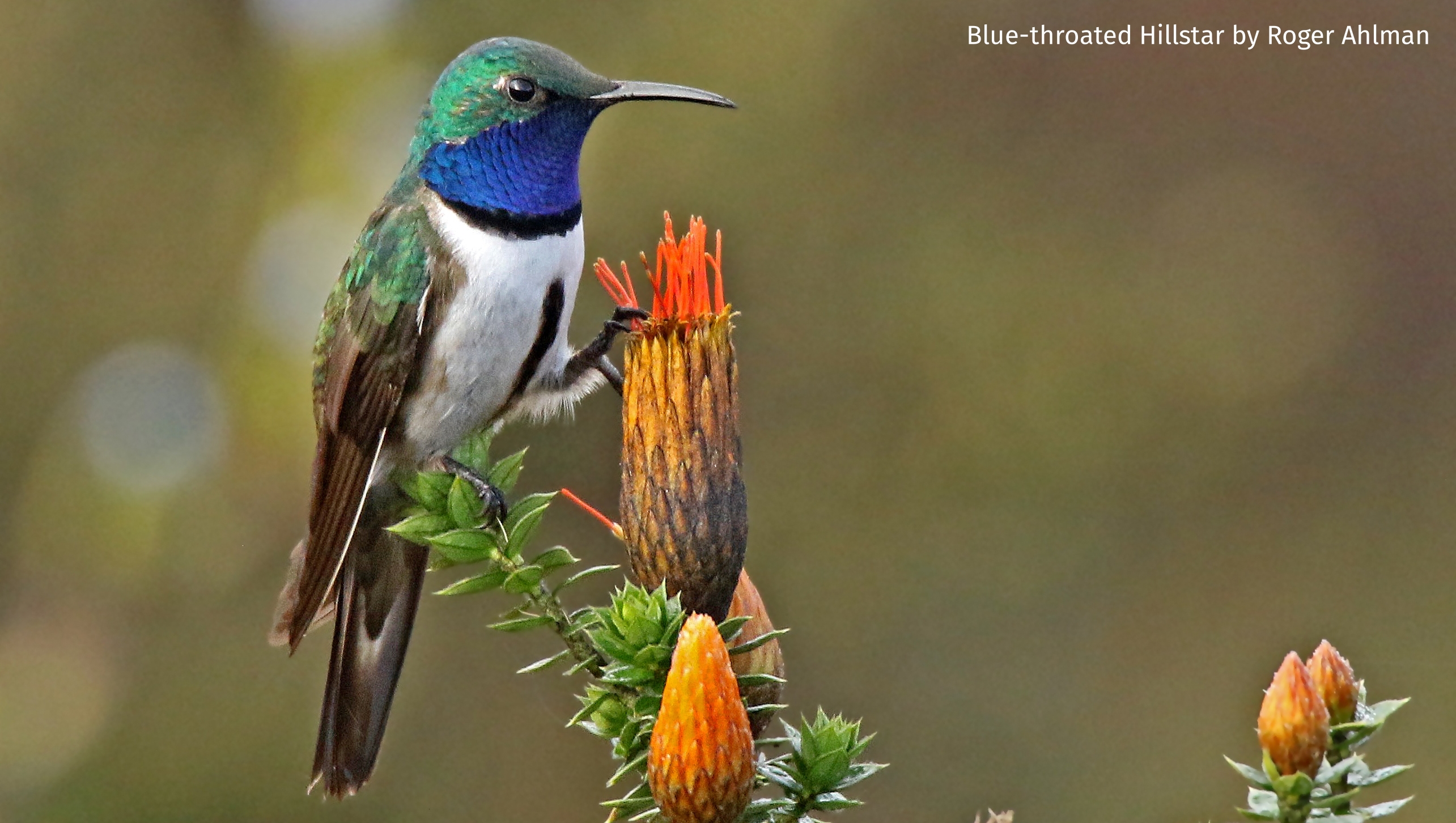 SWAROVSKI OPTIK (SwarovskiOptik) / Twitter