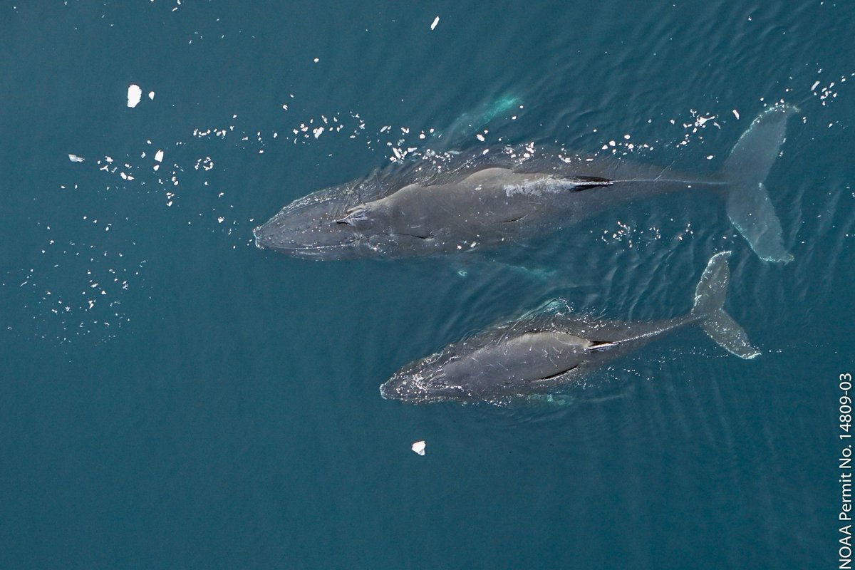Current variation in pregnancy rates of humpbacks on Antarctic Peninsula indicates that any krill surplus created by 20th century whaling & sealing no longer exists. Big implications for Antarctic predators & krill fishery. Congrats @logan_pallin et al.! doi.org/10.1111/gcb.16…