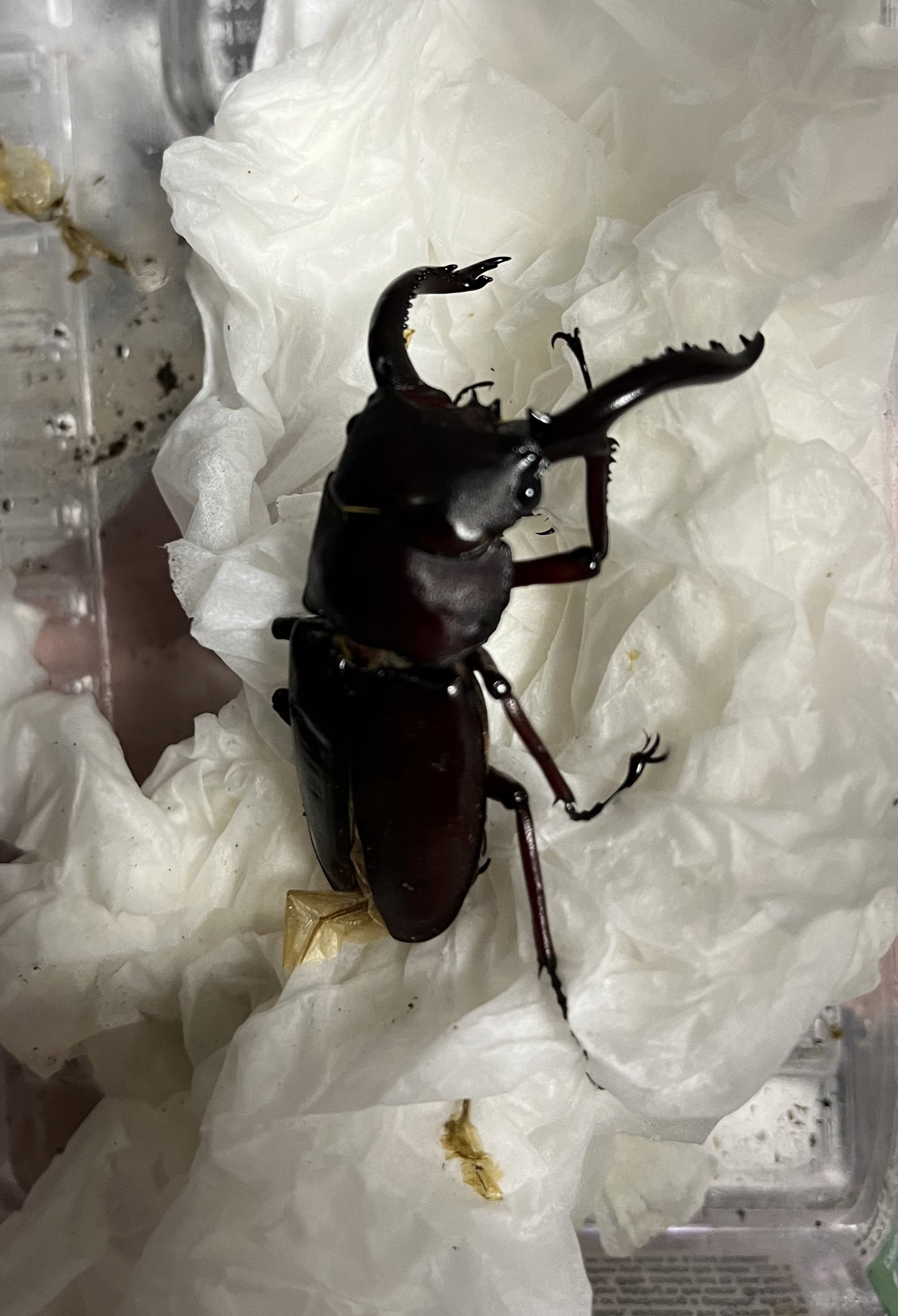 【専用】TOKUKO 1er VOL　チュニック　クワガタ　カマキリ　昆虫 天然トクノシマノコギリクワガタ【黒タイプ】63ミリペアの販売