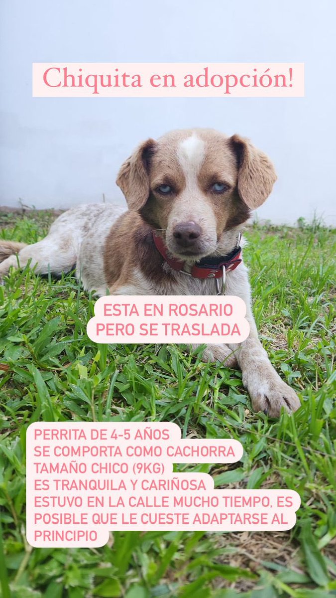 Segunda vez que la devuelven, merece alguien que la acepte y ame de verdad ♥️🙌🏼 ADOPTEN!
Difundir! 
<a href="/juliserra2/">Juliana</a> <a href="/VivirenRosario/">Vivir En Rosario</a> <a href="/RosSolidaria/">𝘙𝘰𝘴𝘢𝘳𝘪𝘰 𝘚𝘰𝘭𝘪𝘥𝘢𝘳𝘪𝘢</a>