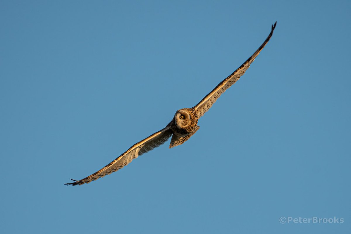 Short-eared Owl - East Sussex