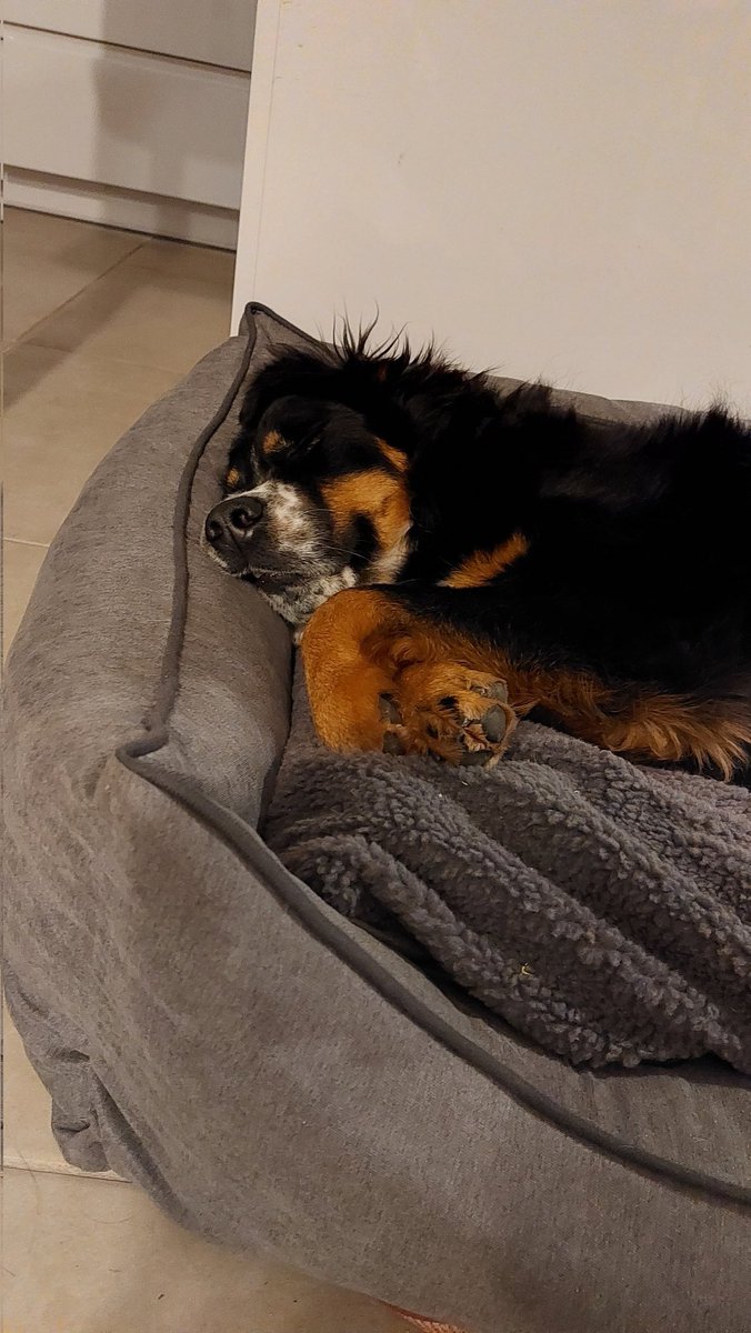 DistraBlue's tweet photo. Après à peu près 2ans à ANNIHILER toute forme de couchage, je crois que mon chien a enfin compris l'intérêt du confort https://t.co/FnCmGXfK6d