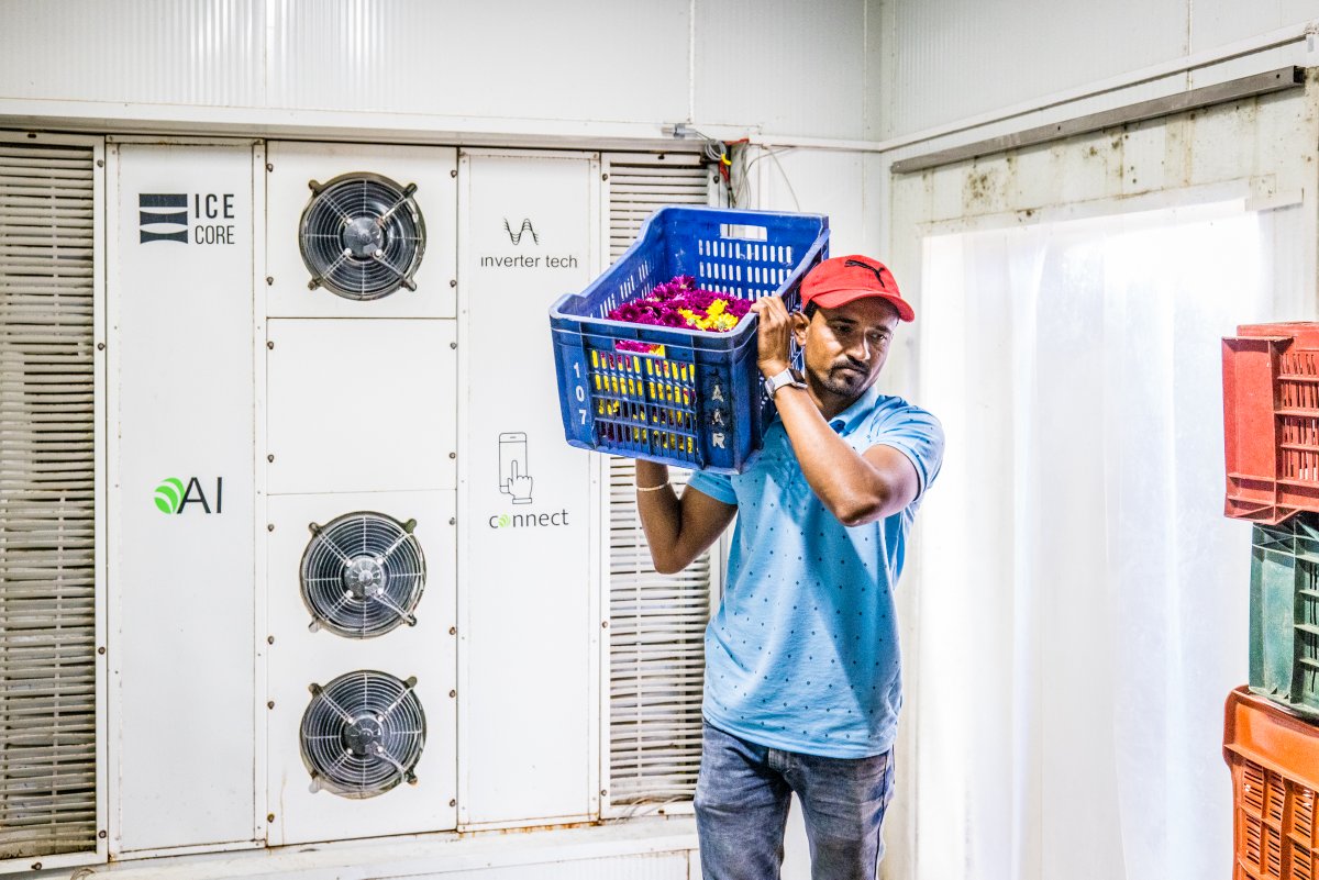 EcozenSolutions's tweet image. Kapil, a flower farmer in MH India, employs our 5-ton #AI #Ecofrost solar cold room. He has increased the shelf life of flowers by 15 days. Get him the time &amp;amp; possibility to sell at better prices, farther markets open up, and losses are reduced.
#SmartFuture #SustainableFuture