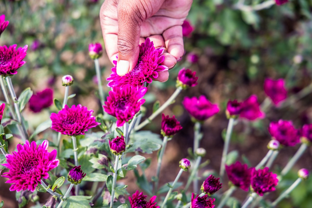 EcozenSolutions's tweet image. Kapil, a flower farmer in MH India, employs our 5-ton #AI #Ecofrost solar cold room. He has increased the shelf life of flowers by 15 days. Get him the time &amp;amp; possibility to sell at better prices, farther markets open up, and losses are reduced.
#SmartFuture #SustainableFuture