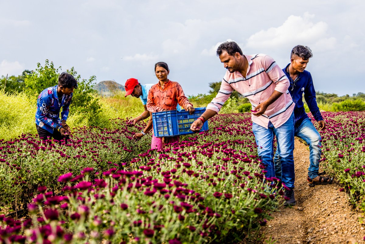 EcozenSolutions's tweet image. Kapil, a flower farmer in MH India, employs our 5-ton #AI #Ecofrost solar cold room. He has increased the shelf life of flowers by 15 days. Get him the time &amp;amp; possibility to sell at better prices, farther markets open up, and losses are reduced.
#SmartFuture #SustainableFuture
