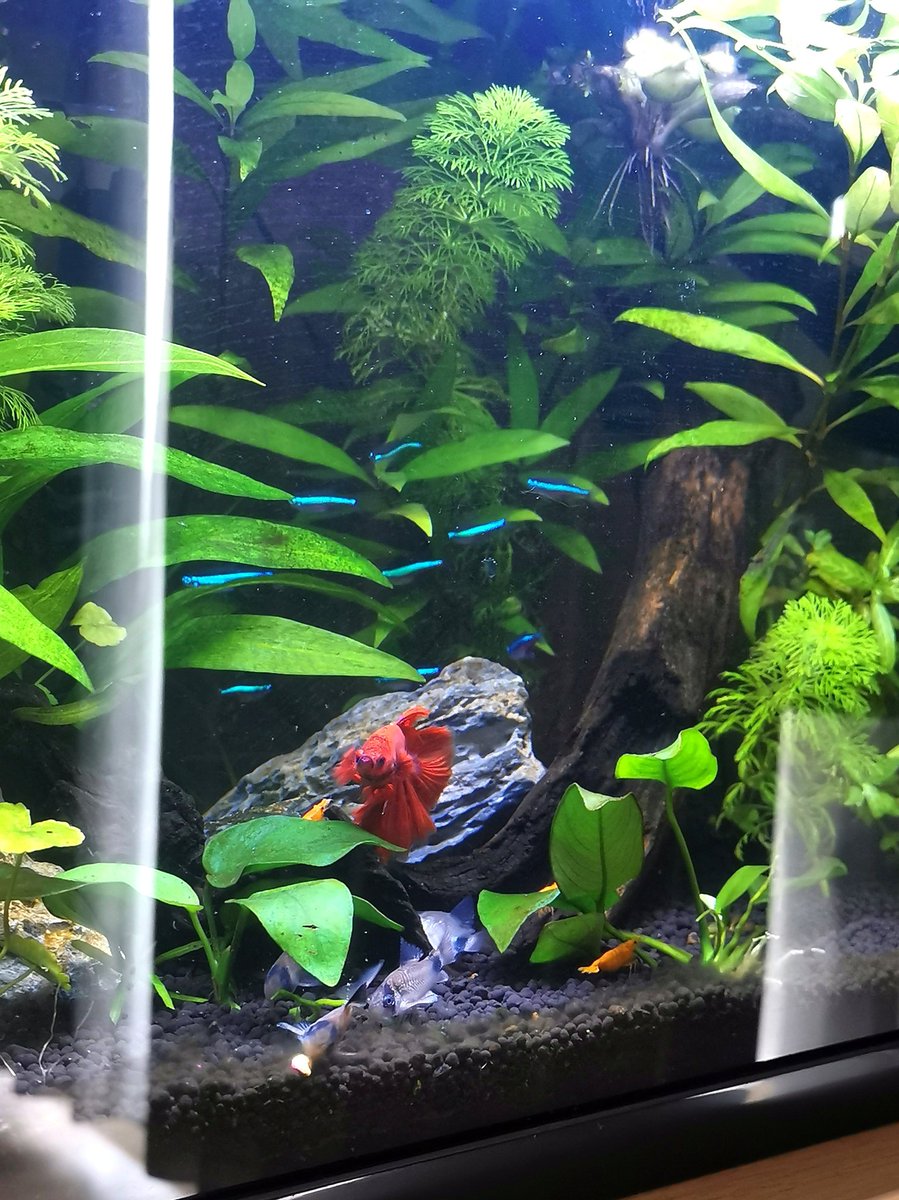 callohanna's tweet photo. Inspired by my babies 🧡🐟🧡🐟🧡🐟🧡🐟🧡🐟🧡 https://t.co/YBBN1gh9jT