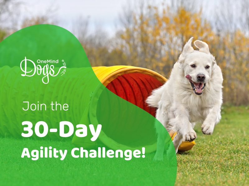 OneMindDogs's tweet photo. πΆ AGILITY CHALLENGE πΆ
Join our 30-day agility challenge to build a connection with your dog, learn great agility skills and experiencing all aspects of the inspiring OneMind Dogs learning platform!
Start here: https://t.co/PylCDmWRPk
#oneminddogs #agilitychallenge https://t.co/bzndUgwDVO