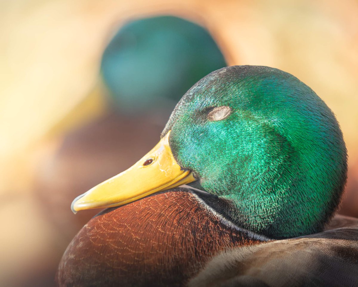 Dreaming Ducks
Prints available at jordanhillphotography.com/featured/malla…

#duck #ducks #mallard #wildlife #nature #wildlifeplanet #wildlifephotography #art #naturephotography #naturelovers #pic #outdoors #outdoorphotography #photo #photooftheday #photography #AYearForArt #animals #goodmorning