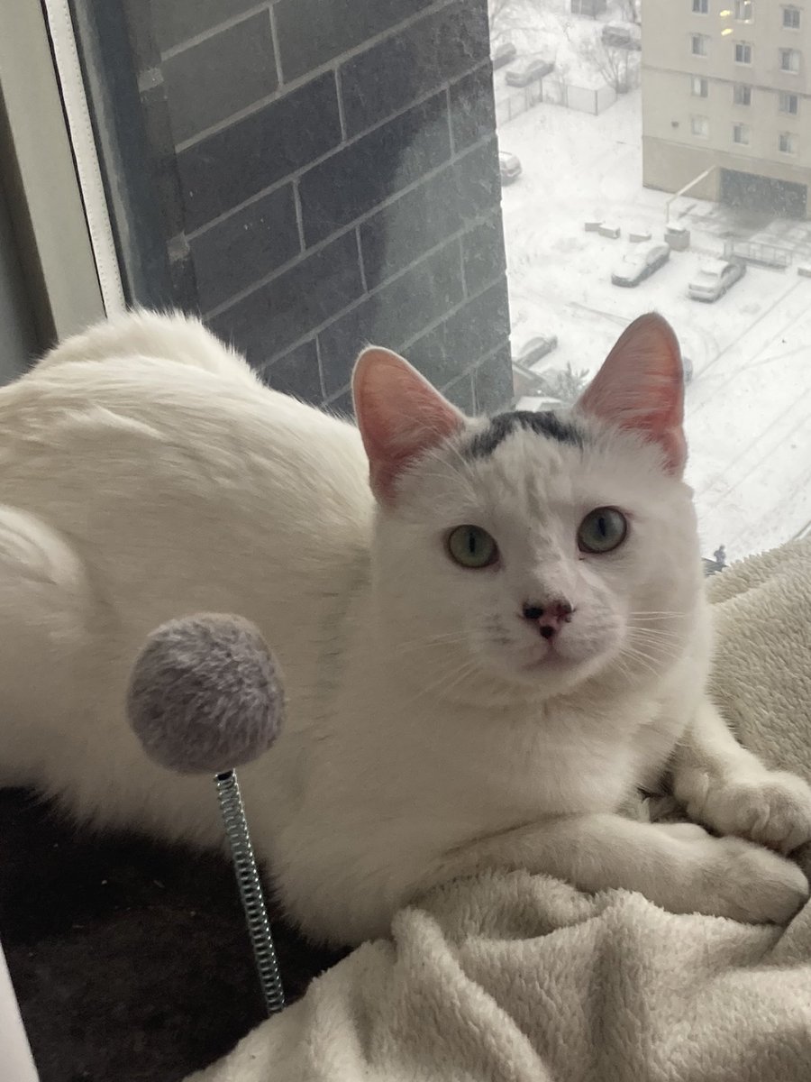 ajnet99's tweet photo. Rescued this little guy yesterday, welcome home Sir Grumbles 😭😂 https://t.co/i9kjYDxK7S