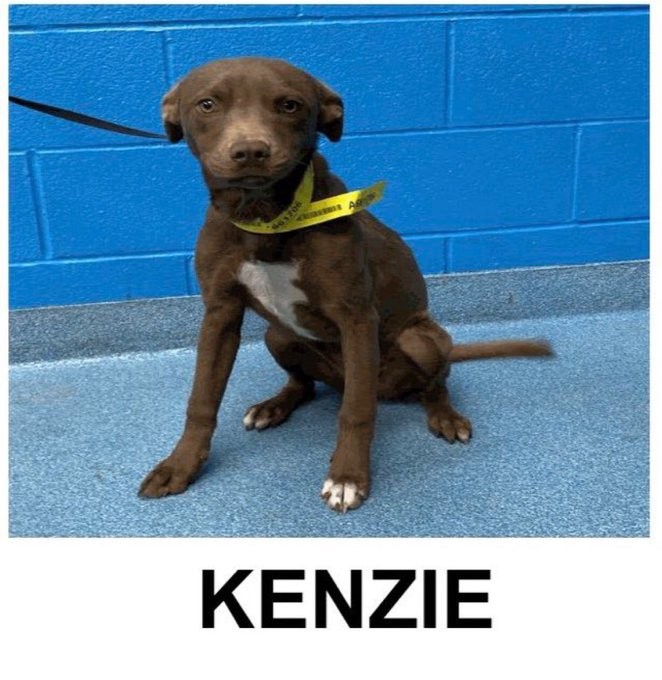 psychicwhisper3's tweet photo. 🆘😭PUPPY KENZIE💔#A661706
#SA TEXAS😱Just 7 Months Old Staffie
💥She Will Be Killed W/O Any Remorse💥
At Any Moment ‼️ TODAY😖She Needs Her
#TwitterAngels To Help Her🙏Only $25
In #Pledges🙏Help #RT #PLEDGE
#FOSTER #ADOPT #RESQ ASAP😩
📧placement@sanantoniopetsalive.org https://t.co/24SqYQDMSF