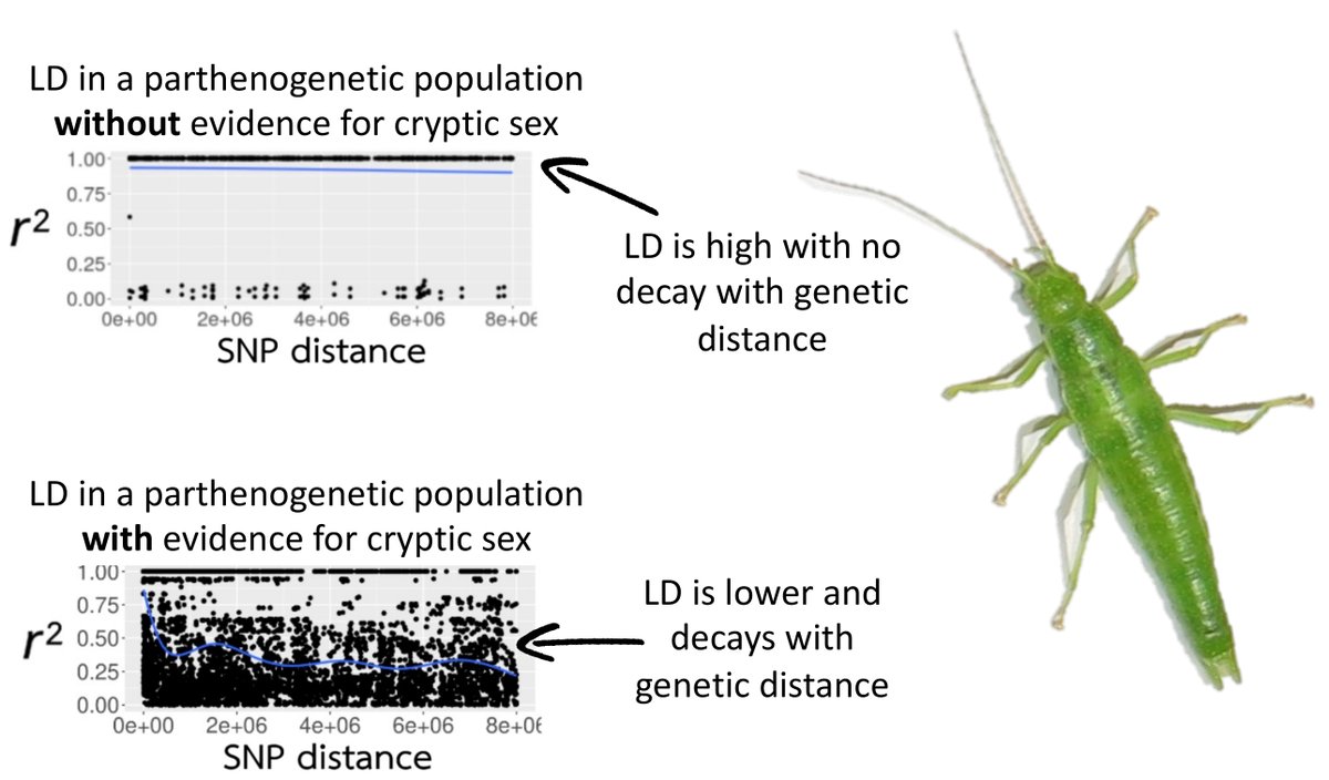 Are parthenogenetic species avoiding the costs of parthenogenesis by having cryptic sex? 

In our new paper (doi.org/10.1101/2023.0…), we screen for genetic signatures of cryptic sex in 8 populations of parthenogenetic Timema stick insects and found evidence for sex in 2 of them!