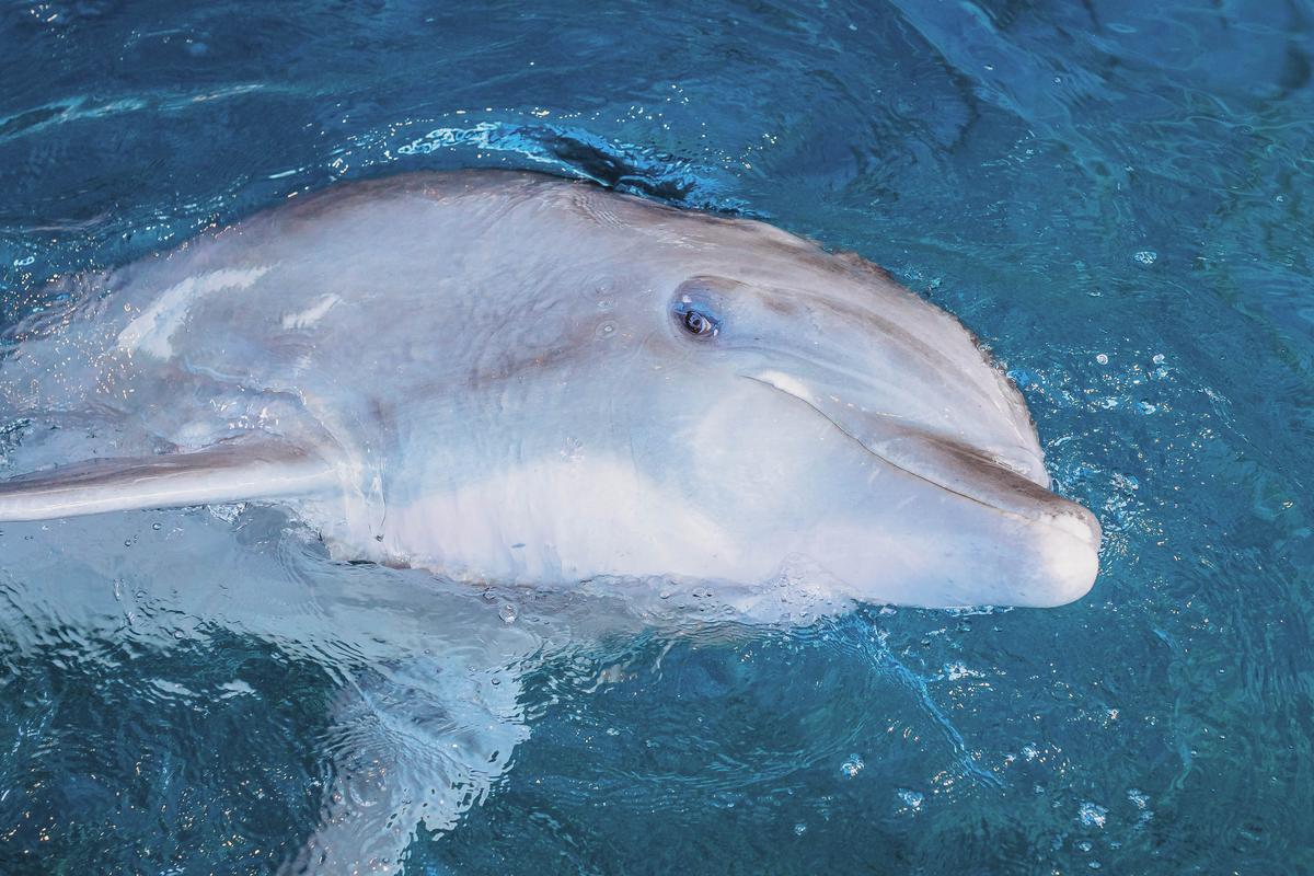 Our team is heartbroken this morning. At approximately 1:30 a.m. today our beloved rescued dolphin Hemingway passed away, surrounded by his Animal Care and Veterinary teams.