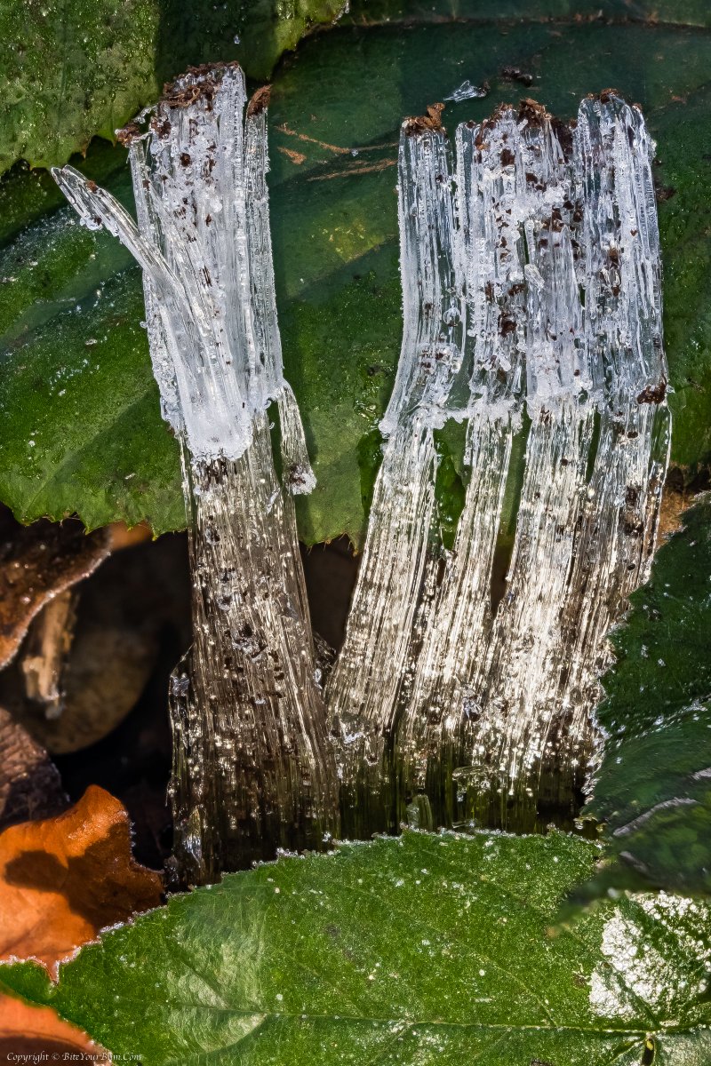Dawn_and_James's tweet photo. 2/4
@SussexWildlife @sdnpa @Ranger_sdnpa @SDN_SouthDowns @WSCCNews #IceSegregation #NeedleIce @TinyRecorder https://t.co/3n44tYAQEw