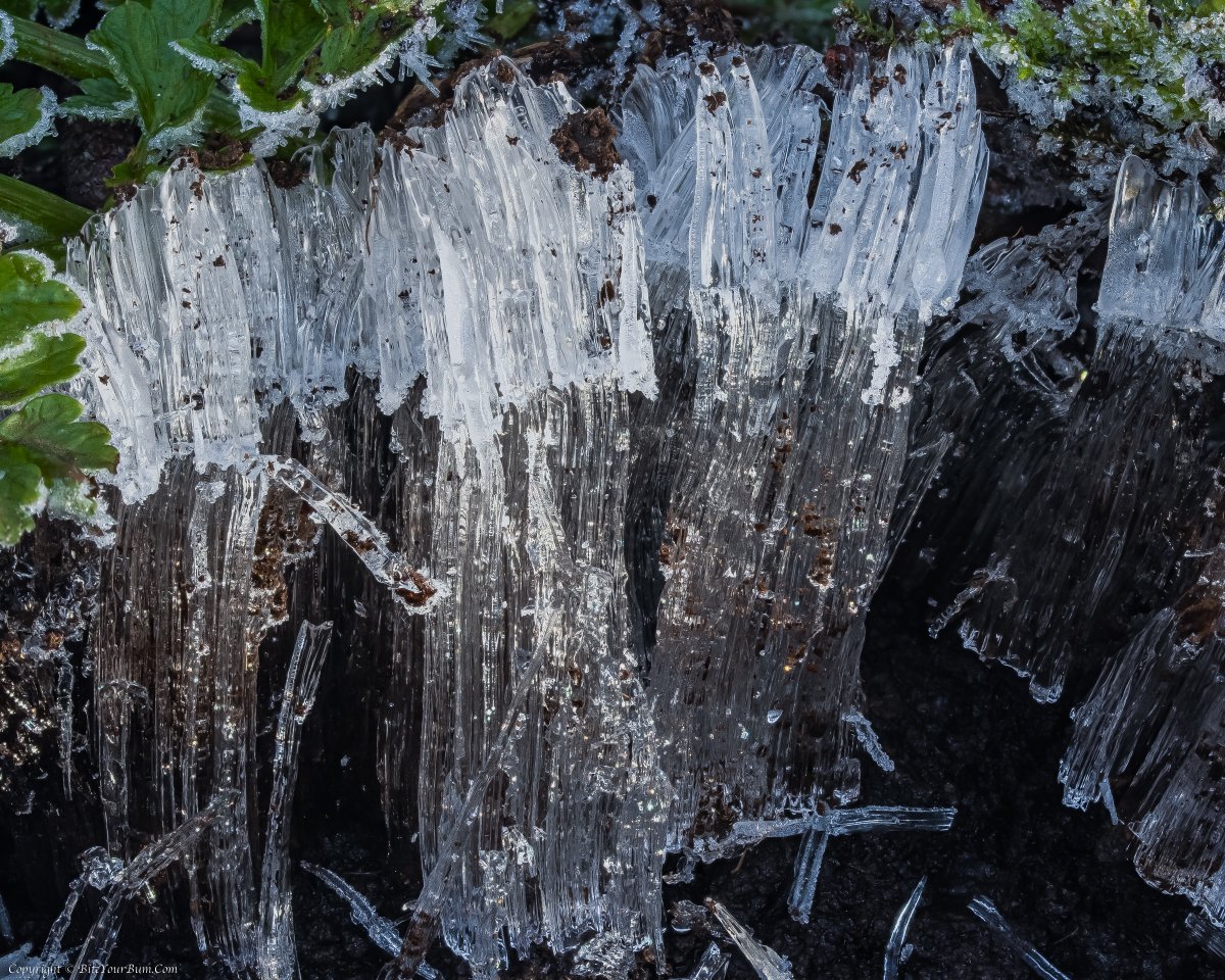 Dawn_and_James's tweet photo. 2/4
@SussexWildlife @sdnpa @Ranger_sdnpa @SDN_SouthDowns @WSCCNews #IceSegregation #NeedleIce @TinyRecorder https://t.co/3n44tYAQEw