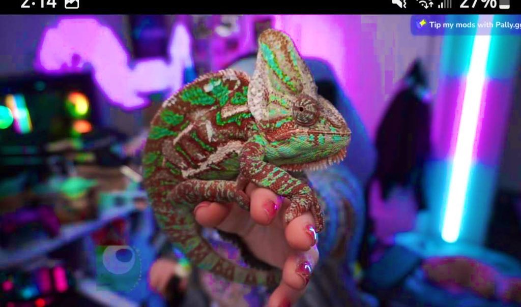 1.5 years difference… what a glow up.

Can’t believe Camy will be 2 this year. 

My lil Dinosaur 🦖 

#chameleon #twitch #streamer #stream