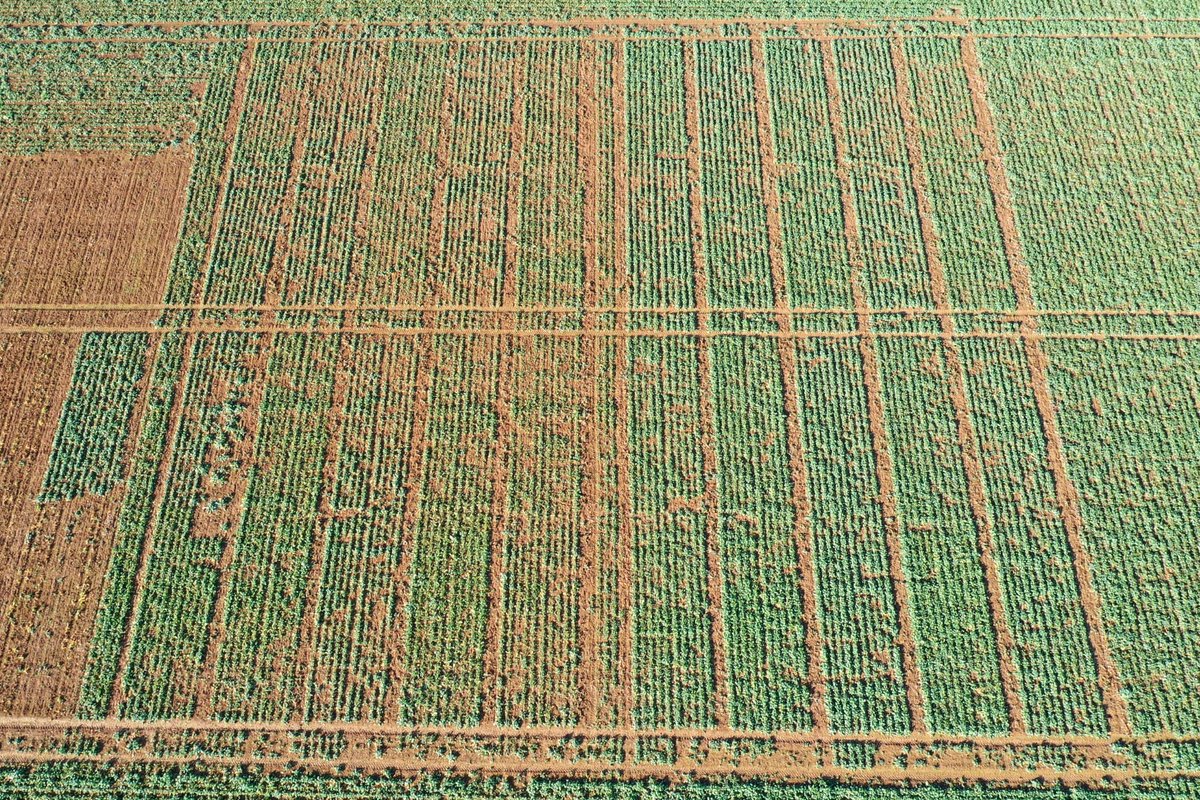 Clarisse_TI_NE's tweet photo. La pression insectes d’automne #colza est modérée en Bourgogne. Les leviers agro ont limité les attaques. Dans les (quelques) situations SKDR à forte pression (>50l/p) un insecticide était nécessaire. Photo : Essai mélanges variétaux, MINECTO G à droite, non traité à gauche https://t.co/XvgqnuBYdt
