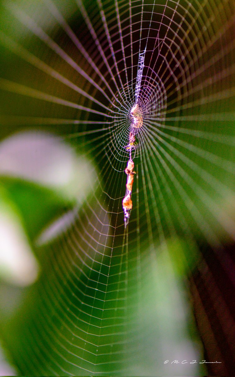 mcjjan's tweet image. The Web. Typical Cyclosa conica. #spidersweb #spiders #gardening @GARDENSPIDERS @BritishSpiders #macrophotography