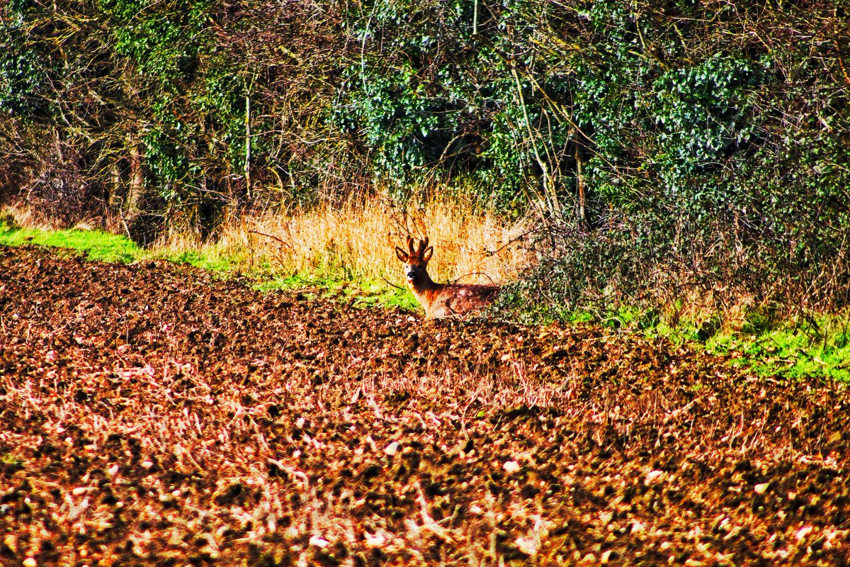 Met this #deer whilst 🚶‍♂️ in #SouthNorfolk today.
 #norfolkcountryside
#countryside #countrysidelife #countrysideliving #countrysidephotography #countrysidewalks #countrysideandfarmlife #englishcountryside #countrysidewalk #walk #walking #walklikeus #walker #walks #walkwalkwalk