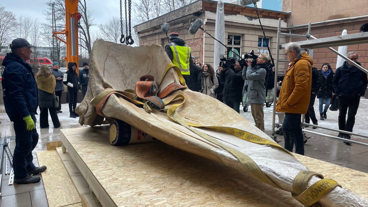 #Walheimat Göttingen  🐳

Endlich ist es soweit! Wie ein gigantisches Knochenpuzzle wurde das ‚Göttinger‘ Walskelett, das Highlight der Zoologischen Sammlung der <a href="/uniGoettingen/">Uni Göttingen</a>, Knochen für Knochen wieder zusammengesetzt. Heute wurde der 500 Kg schwere Schädel transportiert.