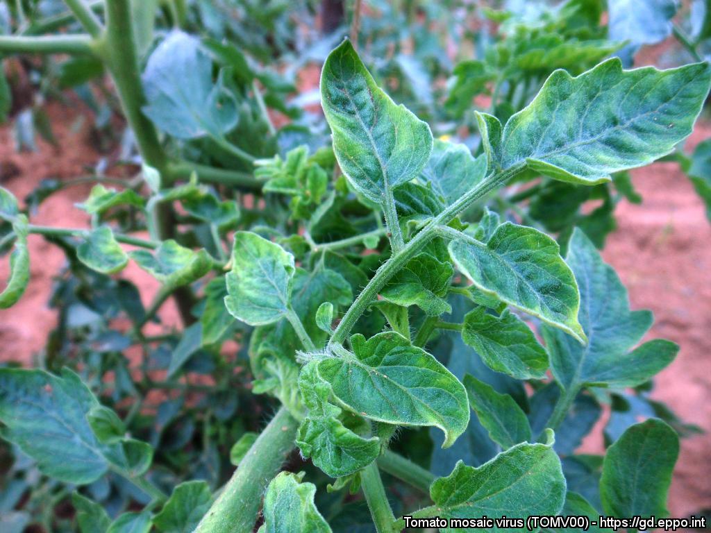virtigation's tweet photo. #ToBRFV &amp; #ToLCNDV are not the only #PlantViruses affecting 🍅🥒. In our new blog series #PlantVirusSnapshots, we portray other common #PlantViruses infecting tomatoes &amp; cucurbits, starting with the Tomato mosaic virus #ToMV: https://t.co/DZv2EwCaE8 #H2020 #EUfunded #PlantHealth https://t.co/HRIIFo5FKm