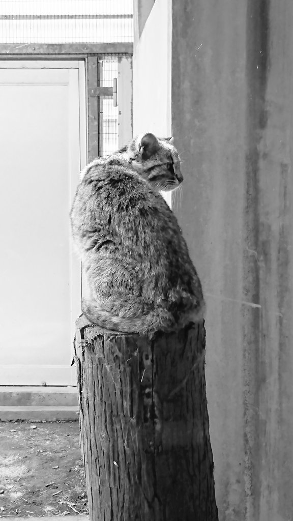 ToRaYaMa_TRYM's tweet photo. 先代様の勇姿。
ウェルカムスタイル😼

#ツシマヤマネコ #猫 #Cat #ヤマネコ https://t.co/Lo9s1JlDwq