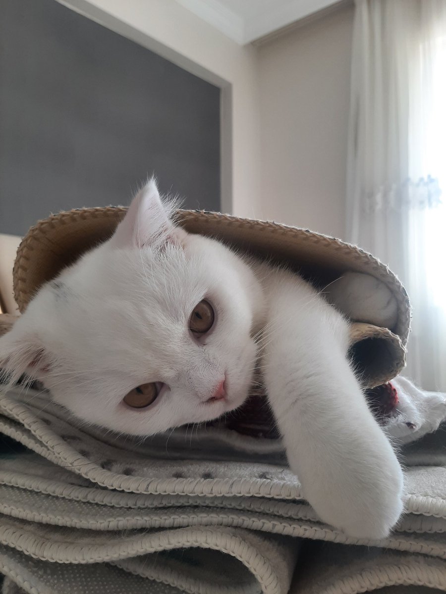 Yarım kalmış atamaya olan umudumu kaybettim 🙄

KABİNEDEN SAĞLIKÇİLARA 
A T A M A   M U J D E S İ GELSİN

<a href="/drfahrettinkoca/">Dr. Fahrettin Koca</a> 
<a href="/RTErdogan/">Recep Tayyip Erdoğan</a>
<a href="/sagliklicozum/">T.C. Sağlık Bakanlığı Sağlıklı Çözüm</a>
 #AtamayaSağlıklıÇözüm