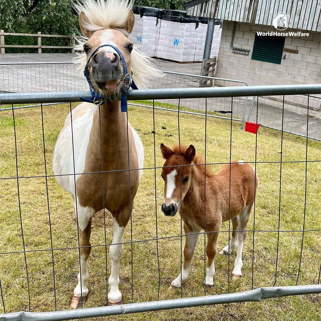 Focus On Animal Law On Twitter RT HorseCharity Meet Lemon And Lime focus-on-animal-law-on-twitter-rt-horsecharity-meet-lemon-and-lime