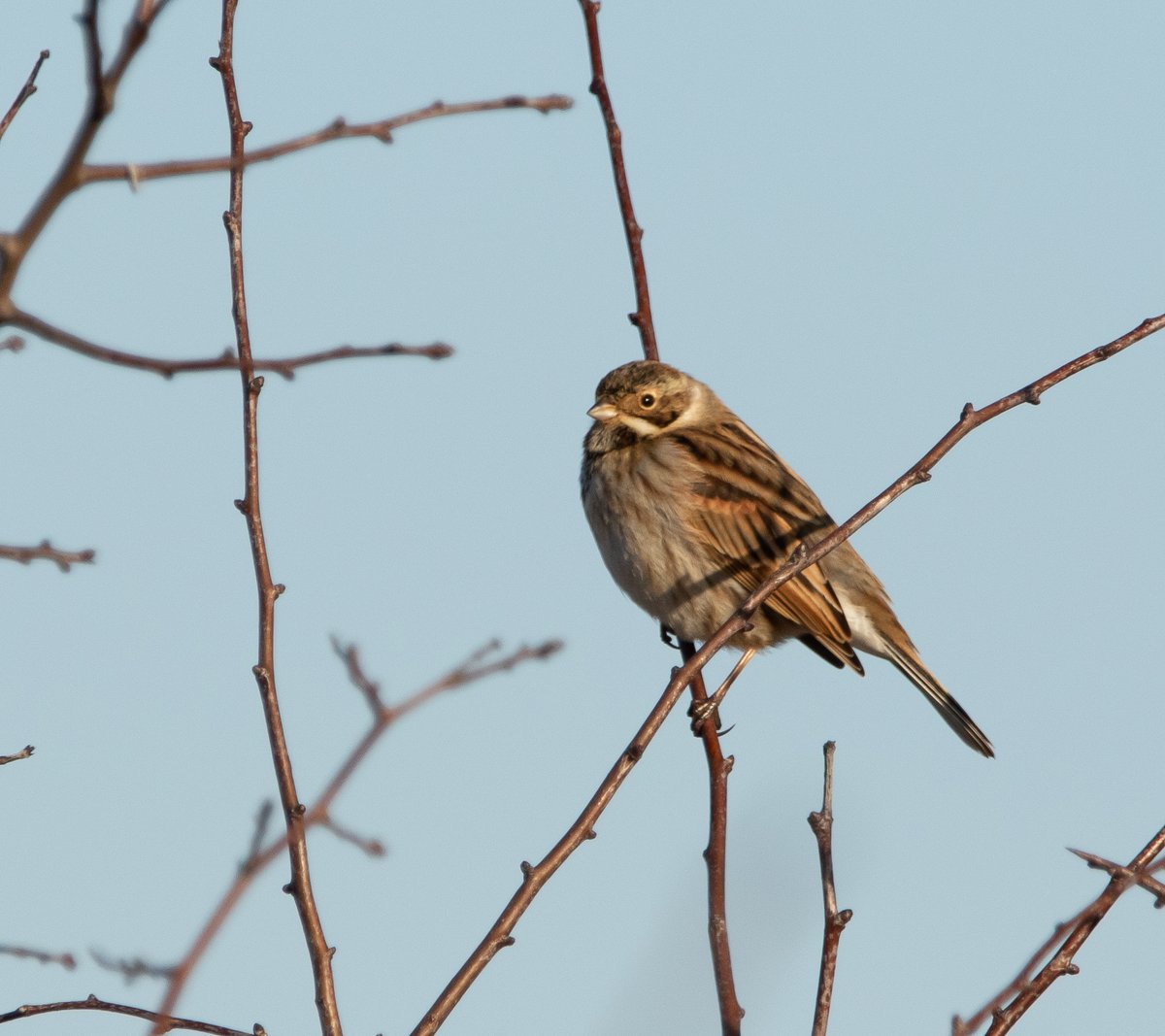 Reed Bunting at Saltholme the other day
#birdphotography #wildlife #ukwildlife #wildlifephotography #canon7DMK2 #birdwatching #birds #NaturePhotography