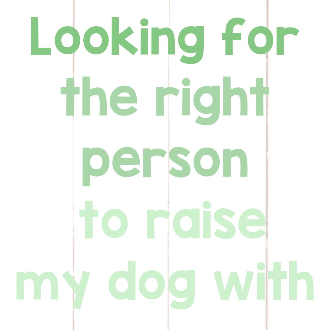 NatureGnaws's tweet image. 🐶 Looking for the right person to raise my dog with 🐾

#dogs #dogsofseattle #dogsoflosangeles #dogsofnyc #dogsofworld #dogsofchicago #dogsofnewyork #dogsofsandiego #dogchews #winterdogwalks #bullysticks