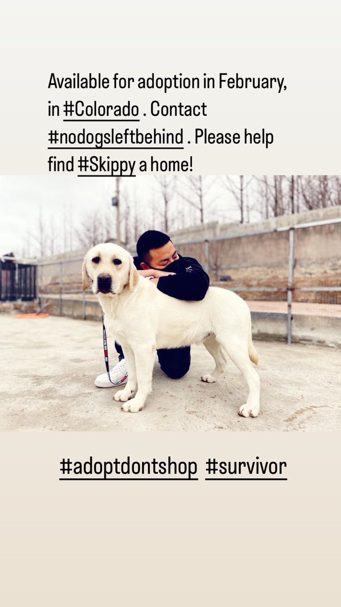 If anyone in #Colorado is looking to #AdoptDontShop, please consider Skippy, a survivor of the dog meat trade. 3yo Lab, sweet and #adorable. Available through #nodogsleftbehind. DM me for details. #DogsofTwittter #dogsarelove #RescueDogs