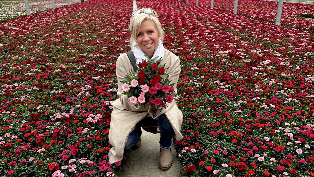 Tanya Carvalho (@tanyacbloomdiva) on Twitter photo Touring Oscar carnation crops at Bosch Plants in Germany today. Gorgeous crop ready in time for Valentines Day! 🇩🇪🌸 <a href="/SelectaOneNA/">Selecta One</a> Off to IPM in Essen tomorrow!! #carnations #Blooms #ValentinesDay2023 #Flowers #Germany #bloomdiva #dianthus Touring Oscar carnation crops at Bosch Plants in Germany today. Gorgeous crop ready in time for Valentines Day! 🇩🇪🌸 <a href="/SelectaOneNA/">Selecta One</a> Off to IPM in Essen tomorrow!! #carnations #Blooms #ValentinesDay2023 #Flowers #Germany #bloomdiva #dianthus