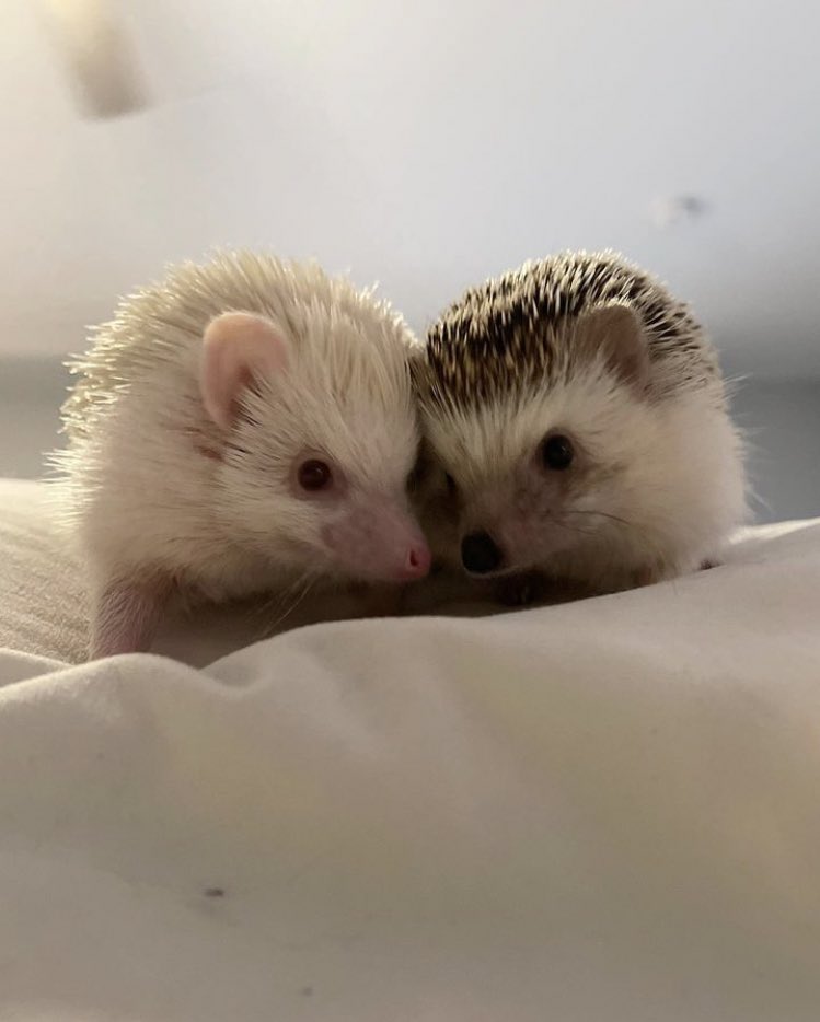 daily__hedgehog's tweet photo. Monday 23rd January, 2023 https://t.co/yUTEgXFFd6