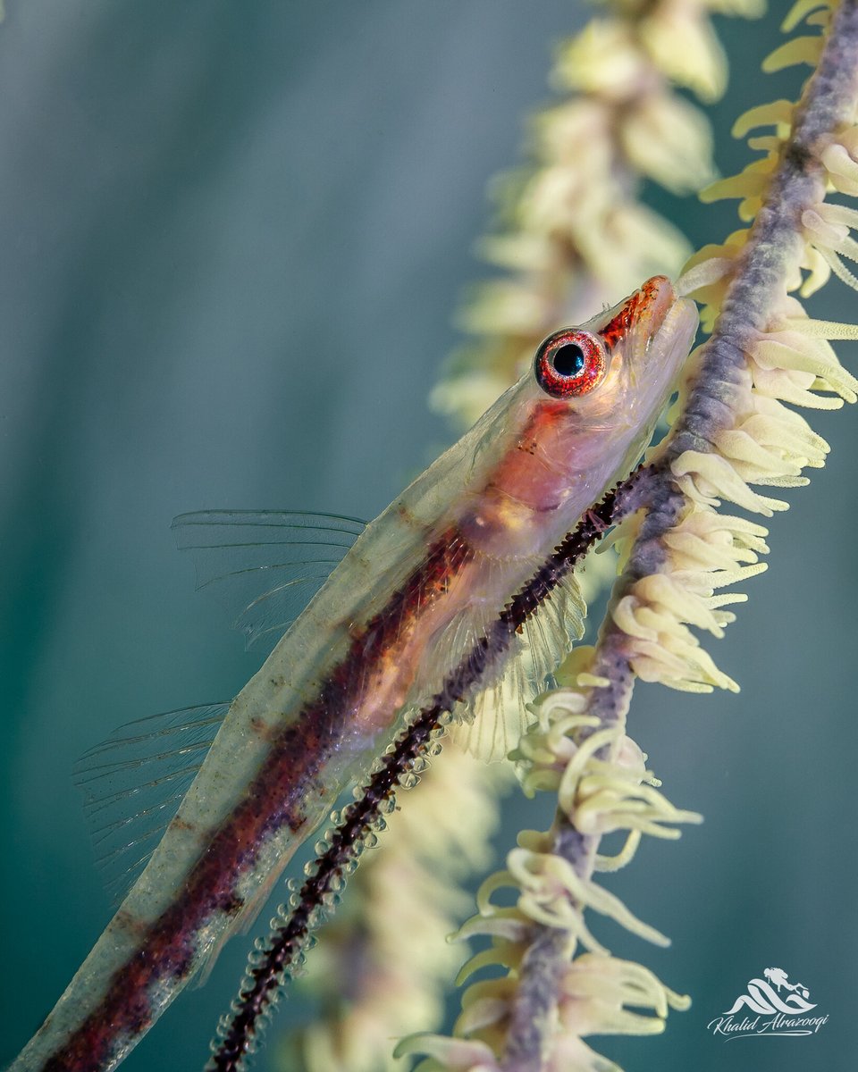 KhalidAlrazooqi's tweet photo. Gobies are demersal spawners that will attach their eggs to substrate. This substrate can be rocks, sand, shells, coral, or PVC. They can lay anywhere from five to a few thousand eggs, depending on the species
๐Fujairah
#Fujairah #Underwatermagic #Gobyfish #Scubadivinglife #re https://t.co/yTshnOBbZR