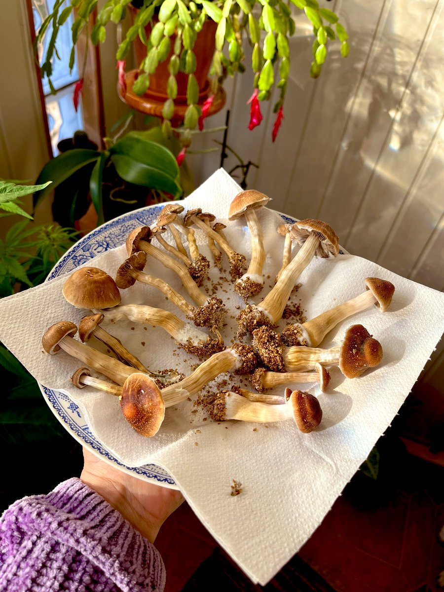 draweedoficial's tweet photo. Alto lunes 👇🏻
.
Esto es maravilloso 🥹
#setasmedicinales #draweed #Psilocybin #depresion #ansiedad https://t.co/7ygBPWllm2