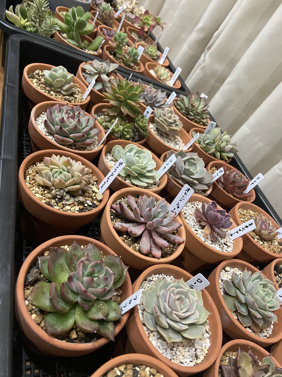 寒波終わるまで部屋の中に入れてる子たち。日中マイナス気温じゃなくなったらウッドデッキに出そうかなあ？明日は無理そう😅