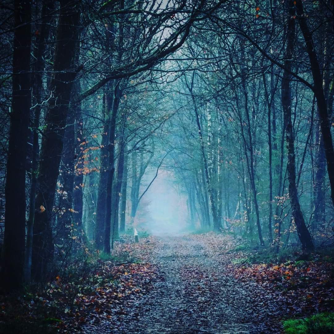 GroenePeter's tweet photo. Winterwandeling nabij Ermelo #ruigeveld #veluwe https://t.co/RYBlJ7nsMM