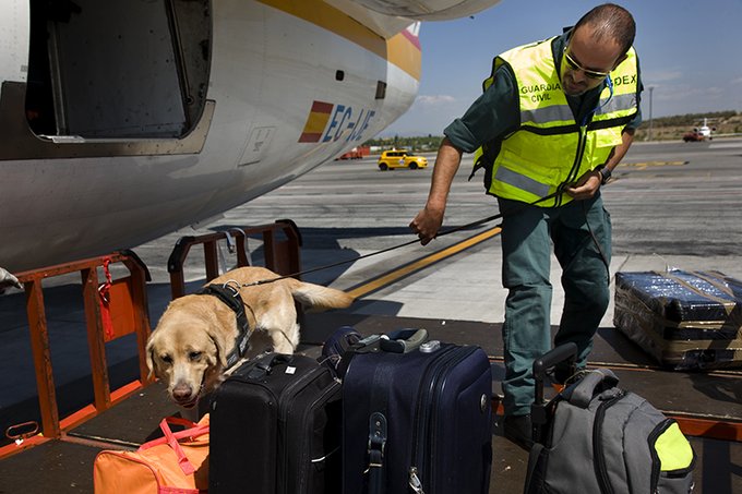 guardiacivil's tweet photo. Ser guía del #ServicioCinológico de la @guardiacivil es un trabajo apasionante.
El mejor premio es estar día a día con estos supercompañeros de cuatro patas y recibir su cariño. 

#TrabajamosParaProtegerte con canes. 
#SeguridadCiudadana https://t.co/M0xELGBJgT