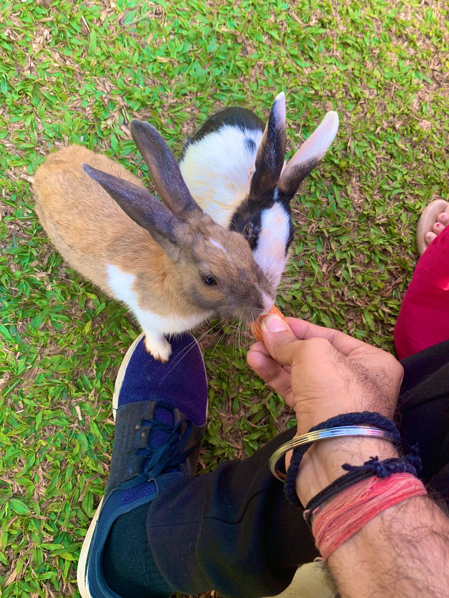 B777200F's tweet image. Great time with family! Very happy! Thank you Lord! Feeding carrots to the bunnies, super awesome food &amp;amp; amazing walks! 🐰#grateful #Goodlife #WorkVacay 🎉😇🙏🏻📸