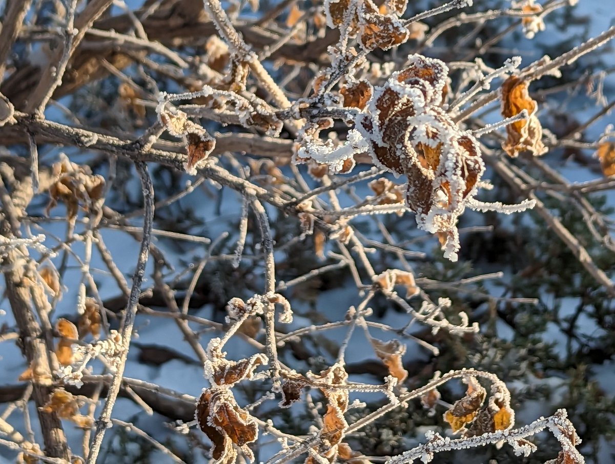 TamarYellin's tweet photo. @NWSOmaha I'm trying not to use Twitter much anymore, but I see you only asked this here and not on Facebook, so here you go! #rime #WinterWeather https://t.co/D3GyzCdlv7