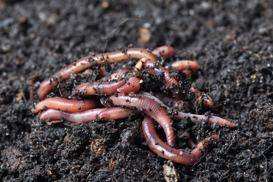 CHEMORECEPTORS DETECT ACIDITY IN SOIL. Earthworms don't do well in #AcidicSoil. The chemoreceptors on their skin detect phosphoric, citric, oxalic, and other acids that are detrimental to #Earthworm health.  Want more earthworms? Contact STBiologicals.com to find out how.