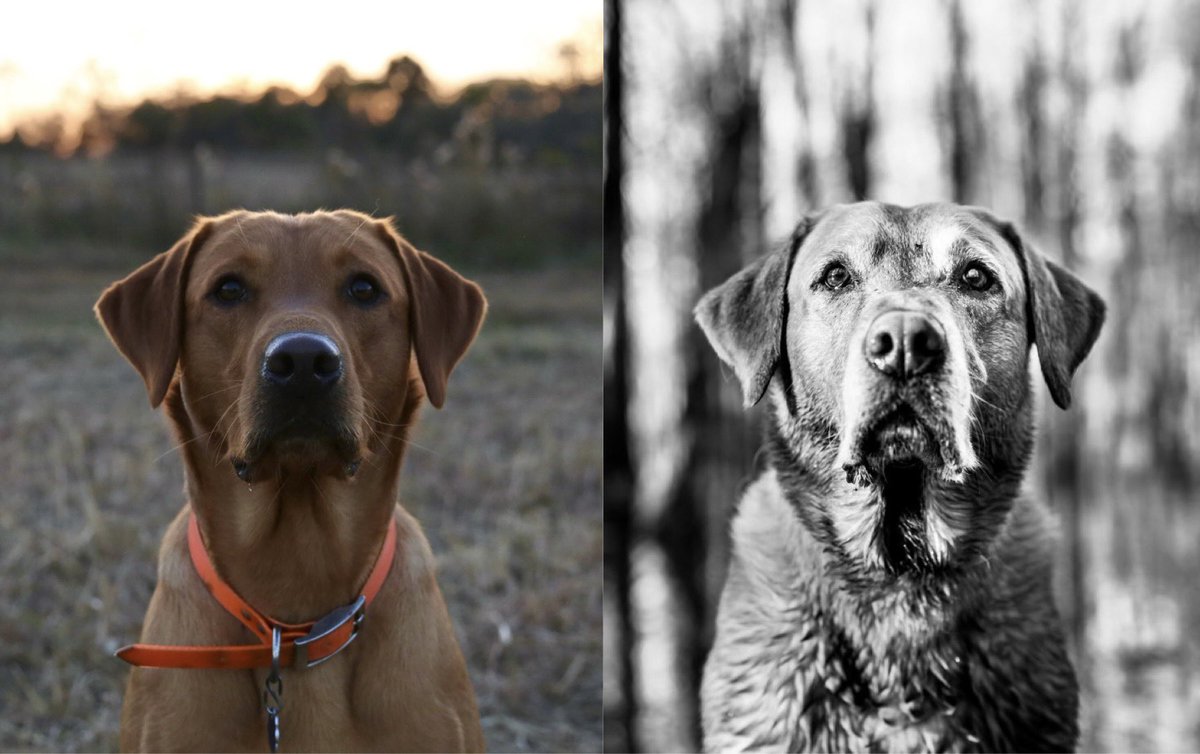Timbo, the leader of the pack at <a href="/mossyoakkennels/">Mossy Oak Kennels</a>, Season 2 and Season 10. He's deaf, battered and bruised, one of our oldest family dogs but still working hard this duck season. Everyone here has a place in their heart for ol' Timbo from the office halls to the Bottomland Woods.