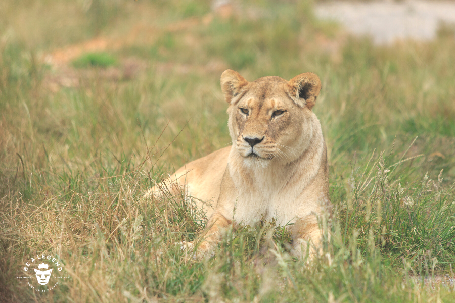 bealegendinc's tweet photo. Lionesses always work fearlessly to defend, protect, and take care of their family.

In the same way, with our team on your side, you can rest easy knowing your company will be taken care of every day

Learn all about what we stand for as a company here: https://t.co/ZoqXxqTMts https://t.co/znnpPhfAMc
